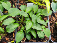 /album/fotogalerie-nabidka/hosta-spingarns-japan-20260517-163554-jpg/